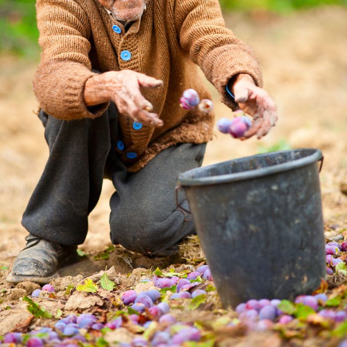 Metodo di raccolta tradizionale